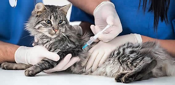 Vaccinazioni gatti, iniezione vaccino ad un gatto  